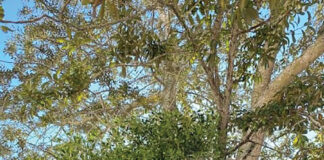 Growing Mistletoe In An Oak Tree In Parking Lot Island J Mcconnell Ufifas