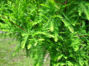 Baldcypress Foliage Is Light Green And Feathery Looking. J Mconnell (1)
