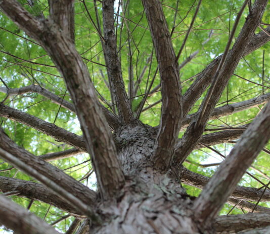 Symmetrical Branching Structure Of Baldcypress Canopy. M Mcconnell