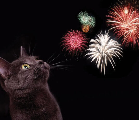 Firework Cat (2)