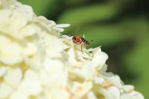 Growing Delta Flower Beetle Trigonopeltastes Delta On Limelight Hydrangea June 2022 Jmcconnell Ufifas (3)