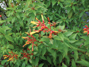 Growing Firebush Flowers And Red Stems. Aug 2022 Jm