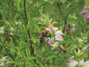 Growing Horsemint With Visited By Pollinator Aug 2022 Jm
