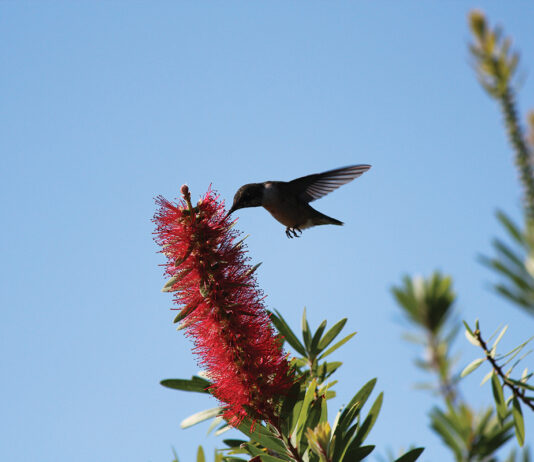 Growing Hummingbird On Bottlebrush 092222 (4)