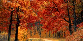 Fall Autumn Red Season