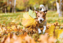 Happy Playing Dog Running And Fetching Fall Bouquet Of Maple Leaves As Thanksgiving Day Present
